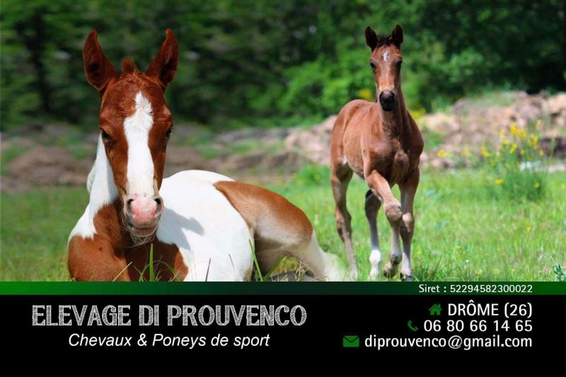 Élevage Di Prouvenco  logo