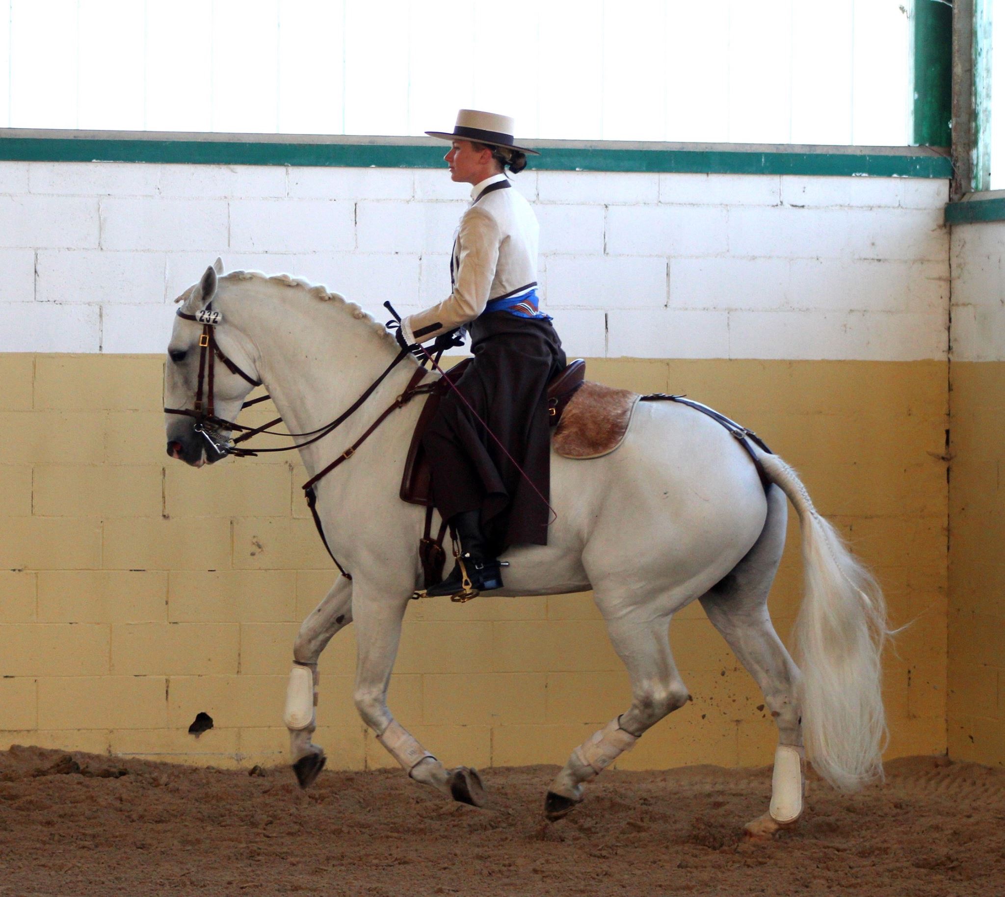 ECURIE  DRESSAGE MARIE TARDIEU logo