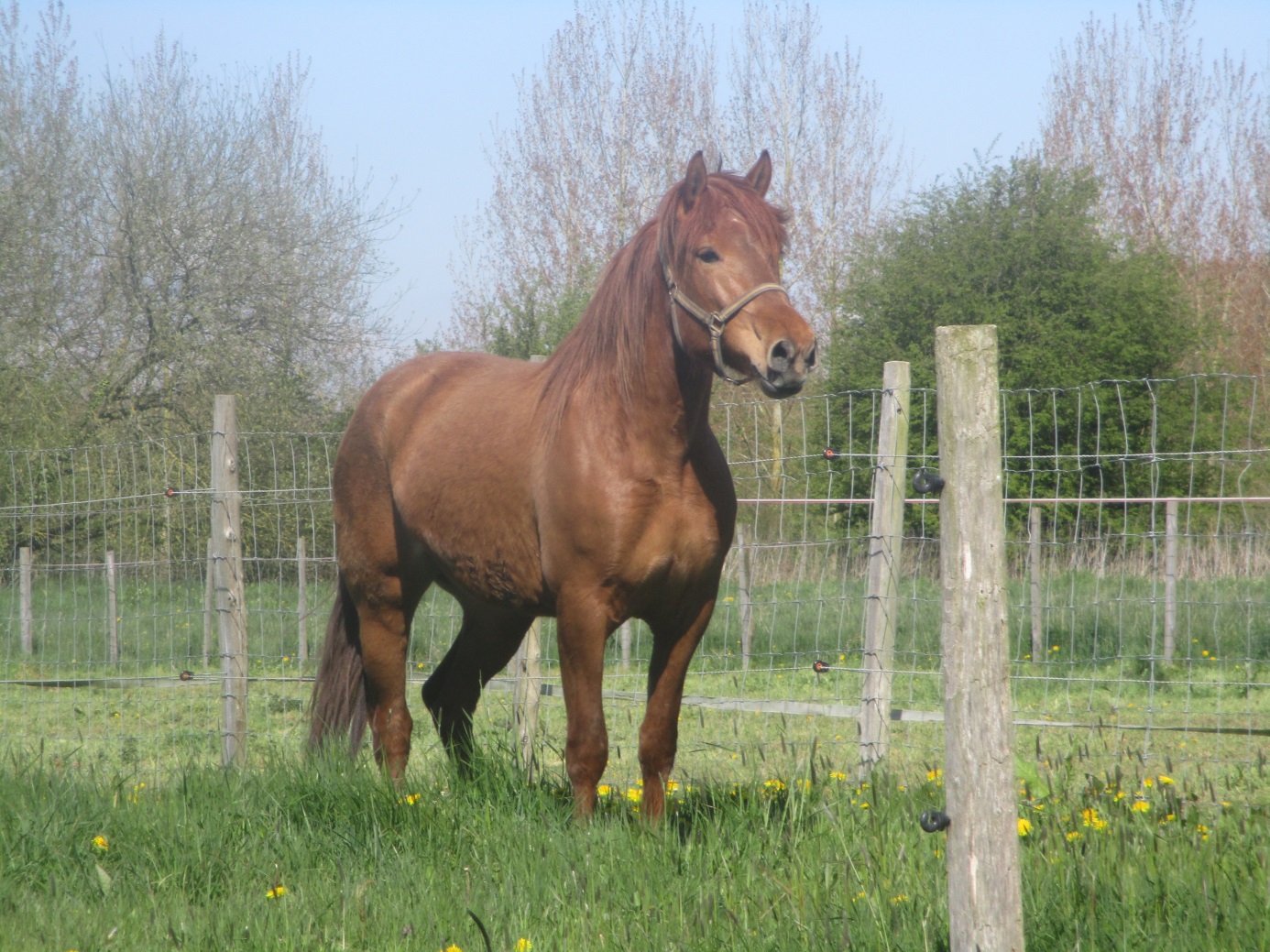 DOMAINE MISMAR - CHEVAUX FINLANDAIS logo