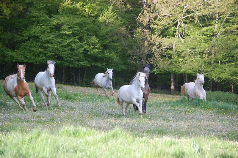 PONEY CLUB ET CENTRE EQUESTRE DE TOUCY logo