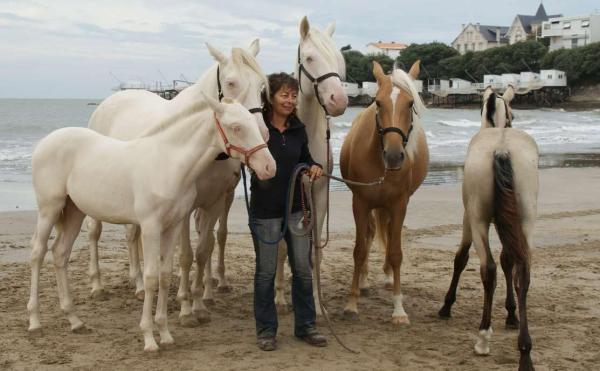 Anne COYNAULT www.elevagedesdieux.com logo