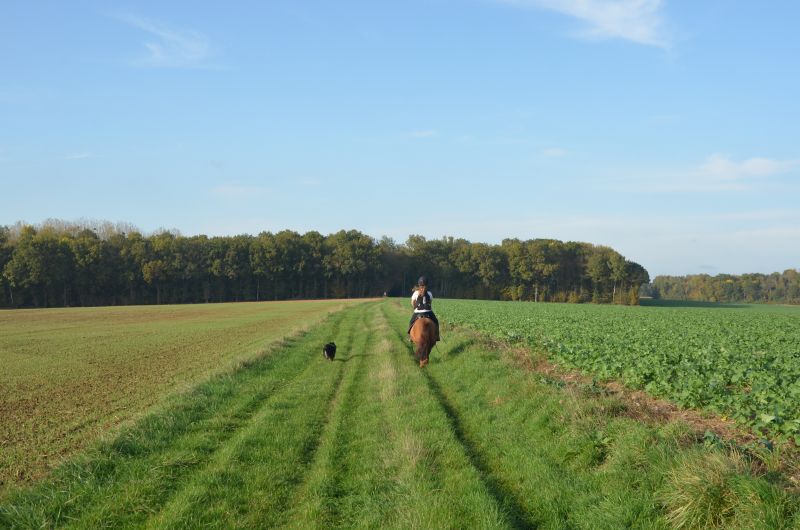 haras-du-chene-d'argent_photo