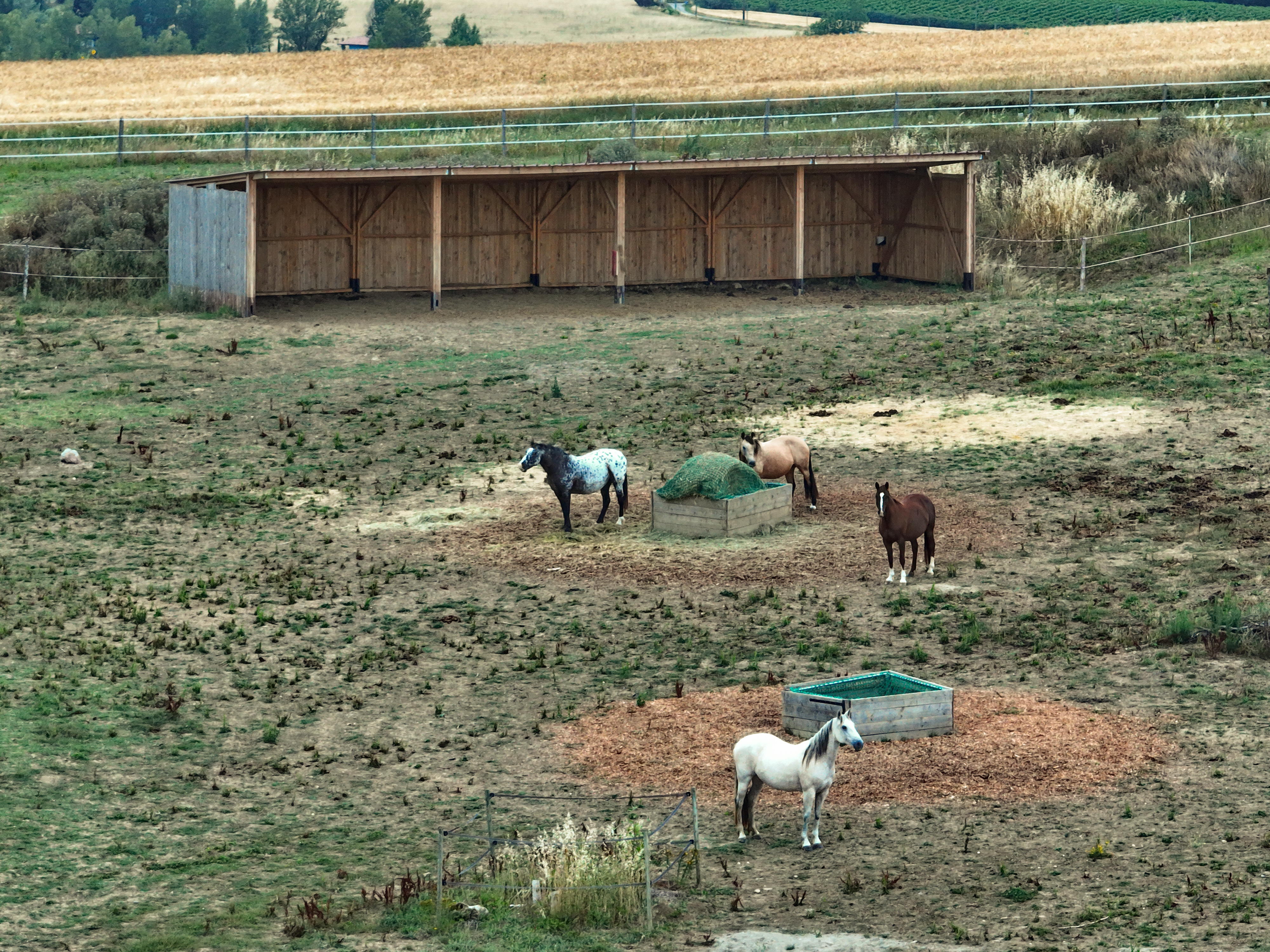 centre-d’Éducation-et-d’Équitation-Éthologique_photo