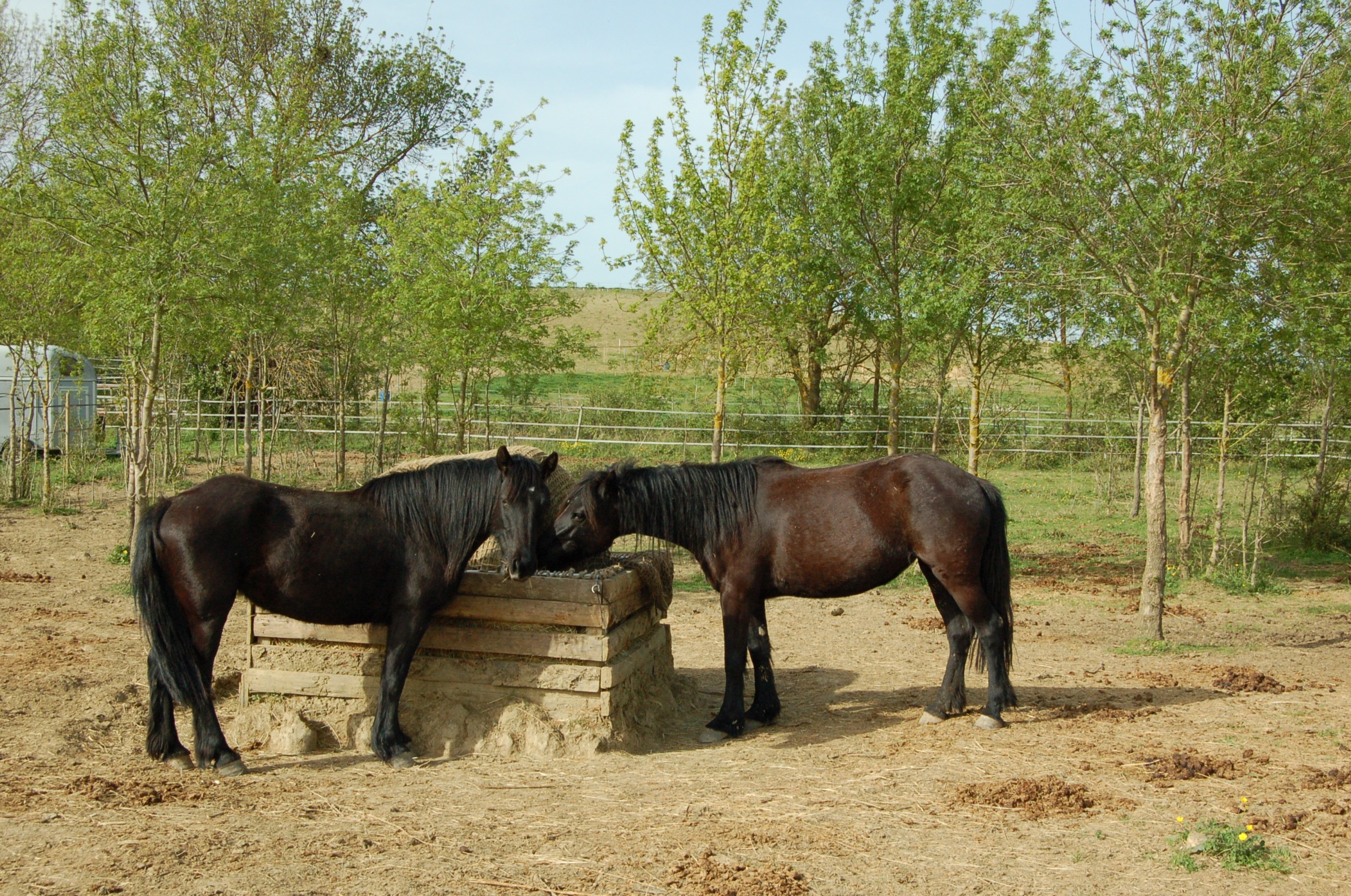 centre-d’Éducation-et-d’Équitation-Éthologique_photo