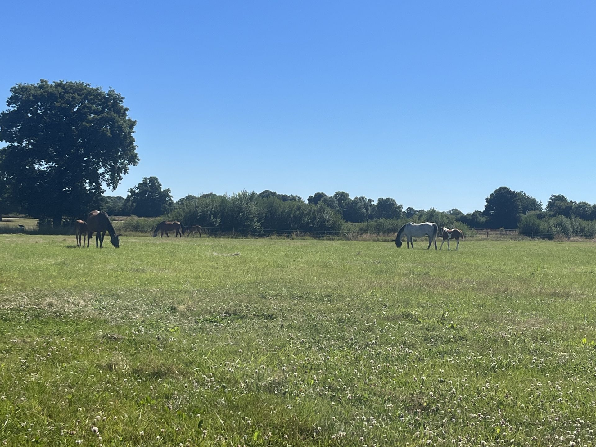 haras-de-l’automne_photo