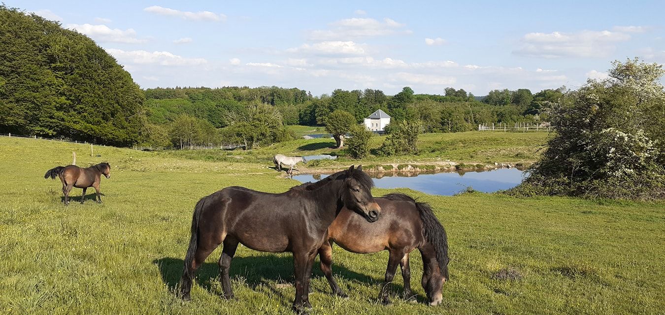 haras-l'etoile-du-matin---ecurie-morningstar_photo