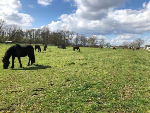 ecurie-de-la-chapelle-geispolsheim_photo