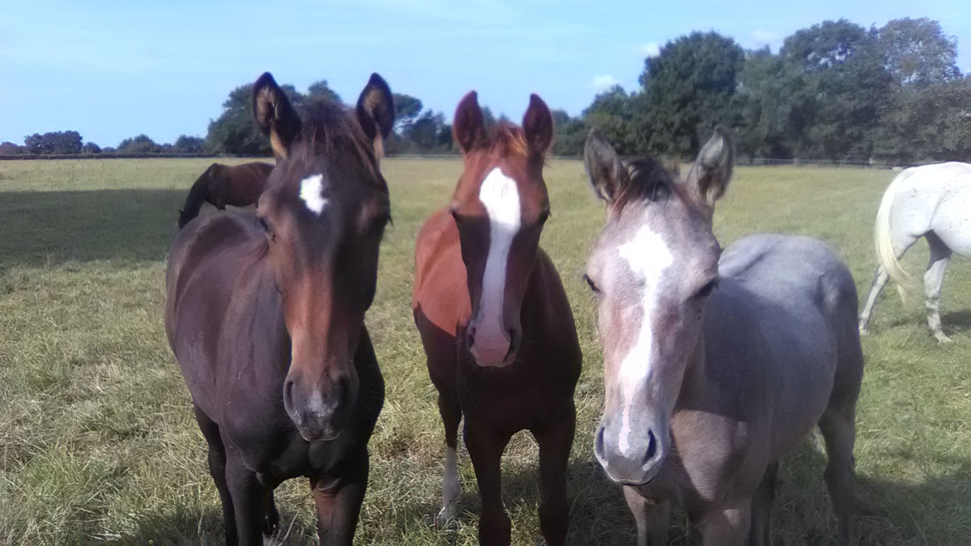 haras-de-l'anjou-bleu_photo