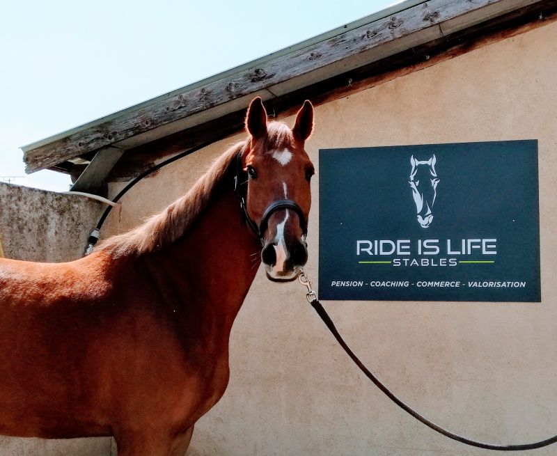 ride-is-life-stables_photo