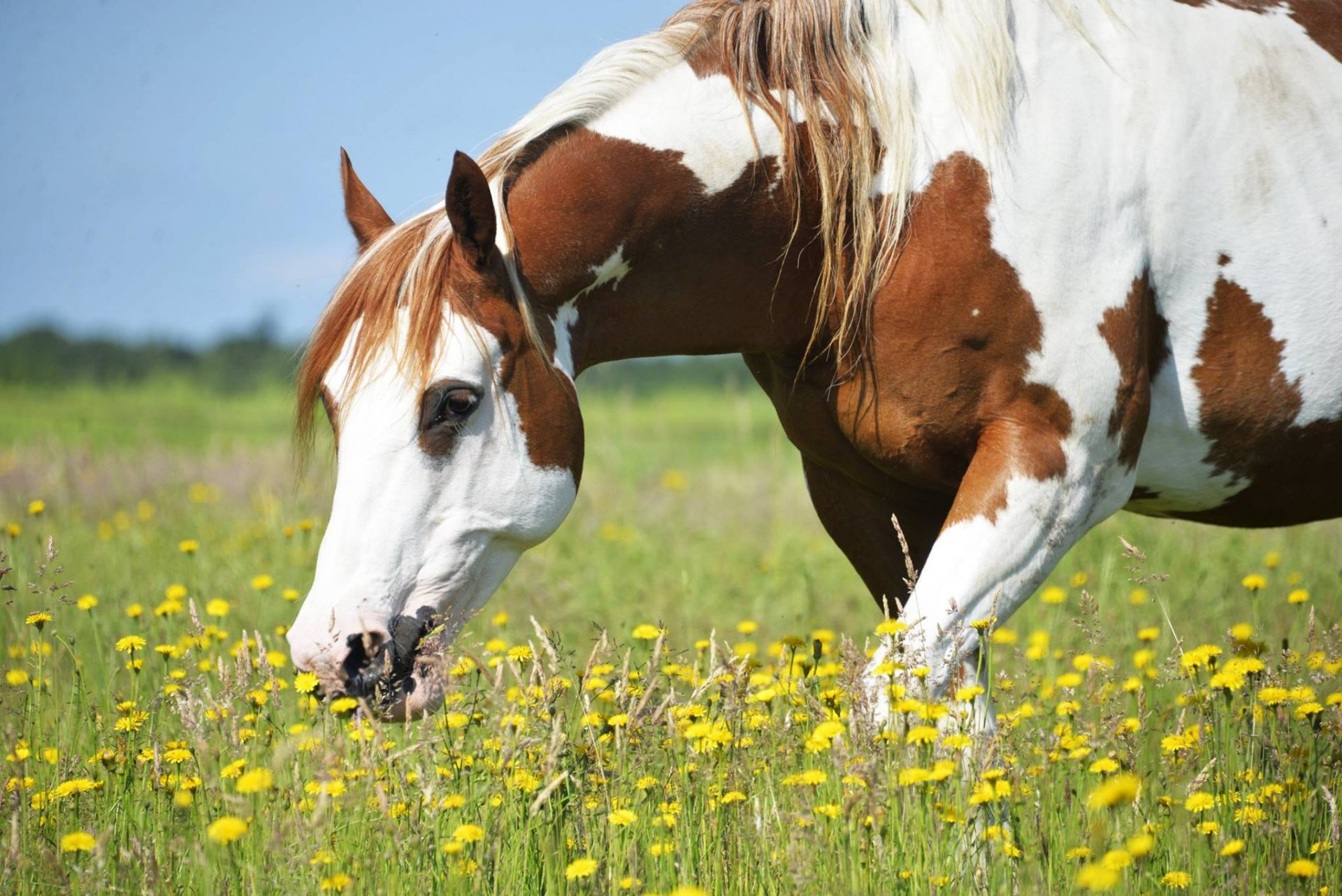 earl-ferme-equestre-de-montigny_photo