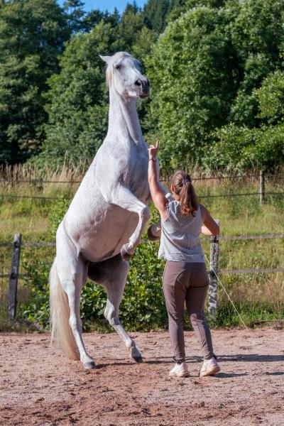 au-galop-vers-la-liberte-en-chemin-vers-soi_photo
