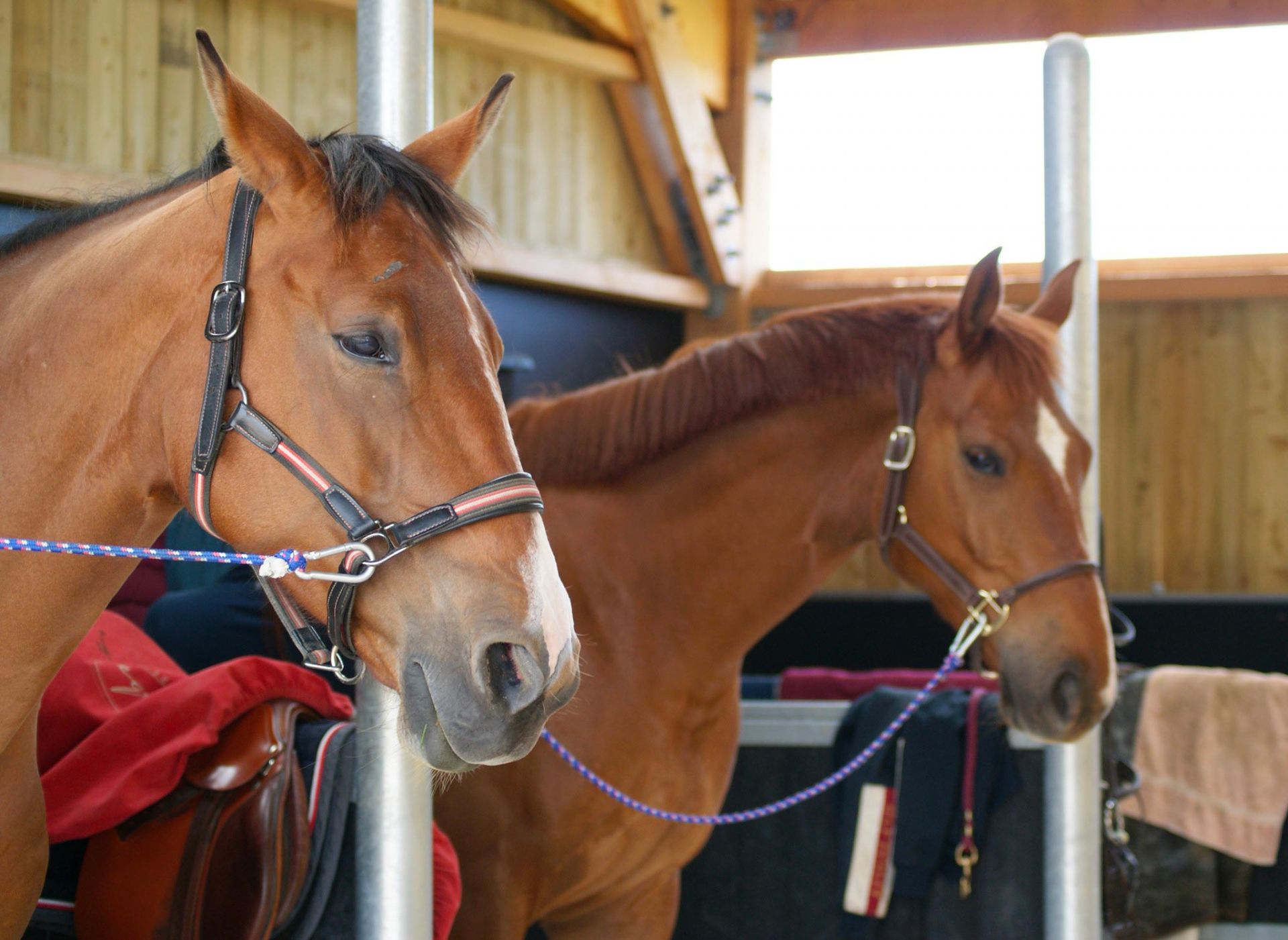 haras-du-lieu-blanc_photo