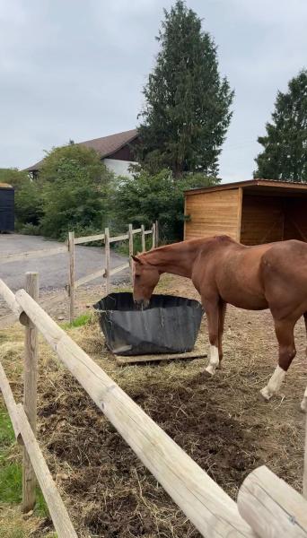 les-ecuries-de-l-aube_photo