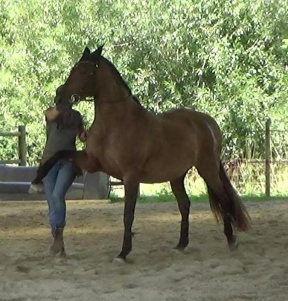baliros-equitation_photo