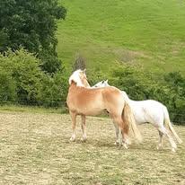 ferme-equestre-de-lupiac_photo