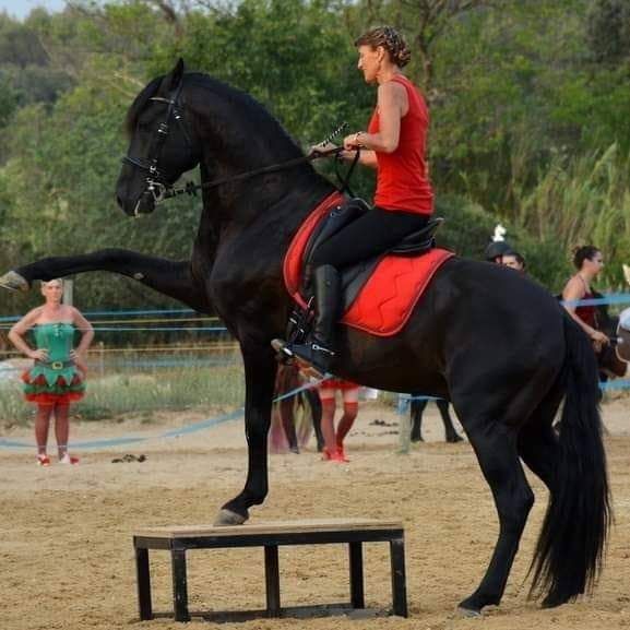 centre-équestre-poney-club-les-couroulus_photo