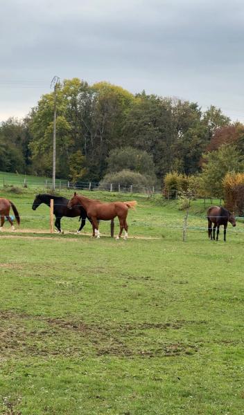les-ecuries-de-l-aube_photo