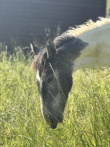 haras-de-l-esperanza-by-delcroix-manon-ei_photo